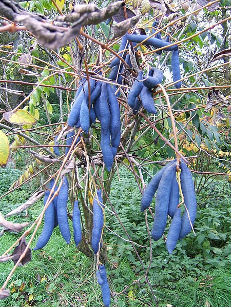 Blue Sausage Fruit Seeds - Image 5