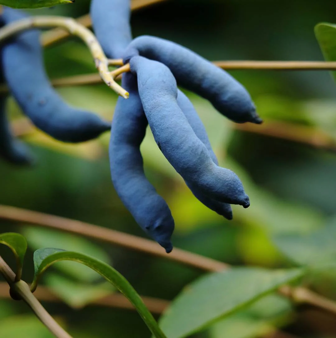 Blue Sausage Fruit (Solanum sambucifolium) – Seeds - Image 3