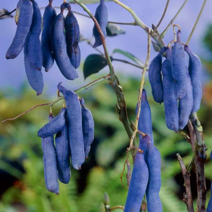 Blue Sausage Fruit (Solanum sambucifolium) – Seeds - Image 5