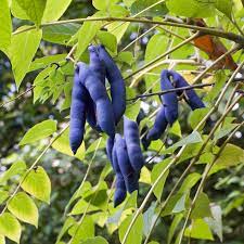 Blue Sausage Fruit (Solanum sambucifolium) – Seeds - Image 6
