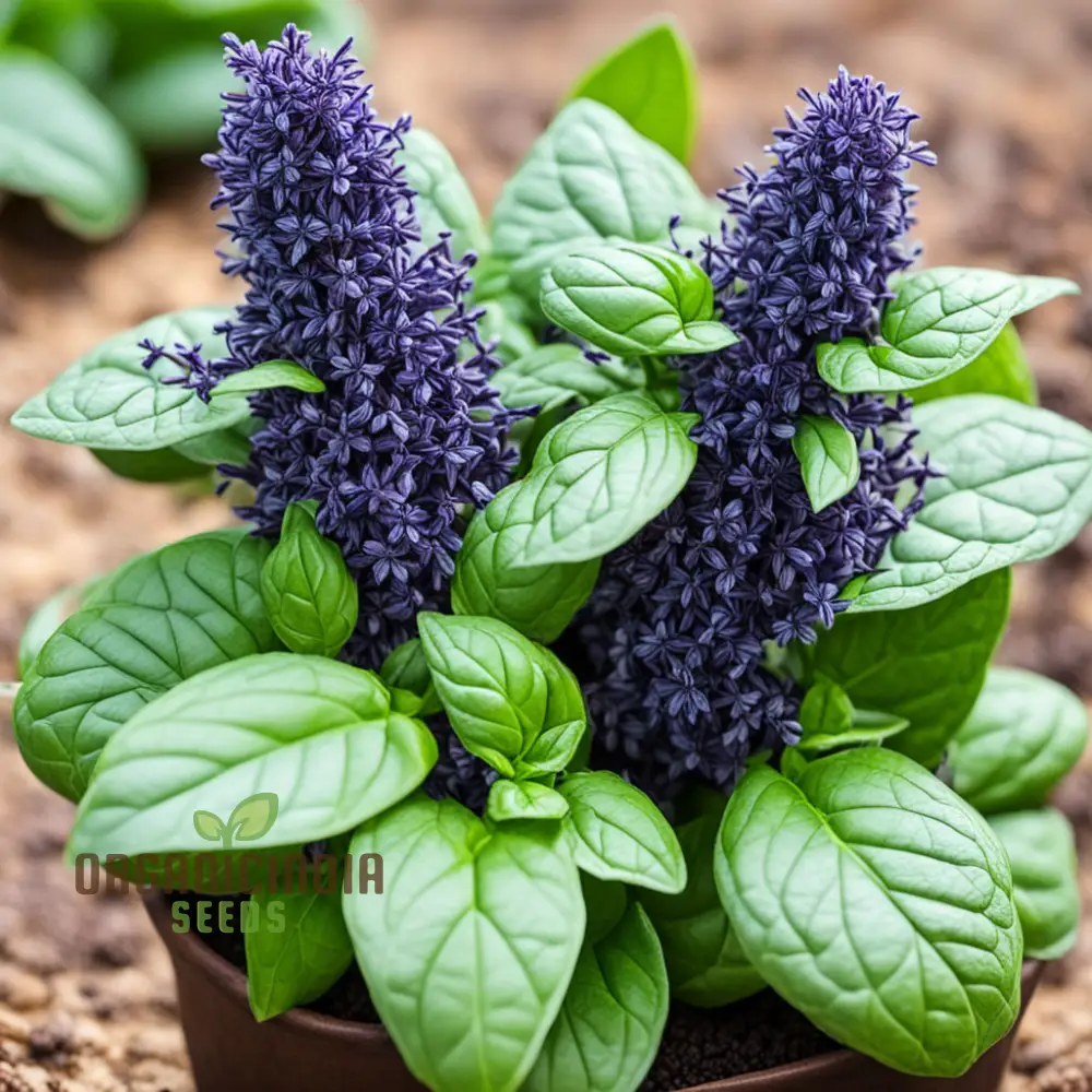 Blue Spice Basil Seeds, Fragrant Perennial Herb - Elevate Your Culinary Creations