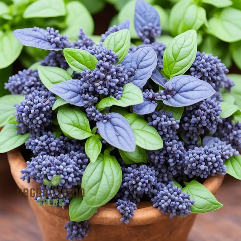 Blue Spice Basil Seeds, Fragrant Perennial Herb - Elevate Your Culinary Creations - Image 3