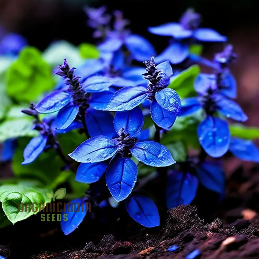 Blue Spice Basil Seeds, Fragrant Perennial Herb - Elevate Your Culinary Creations - Image 4
