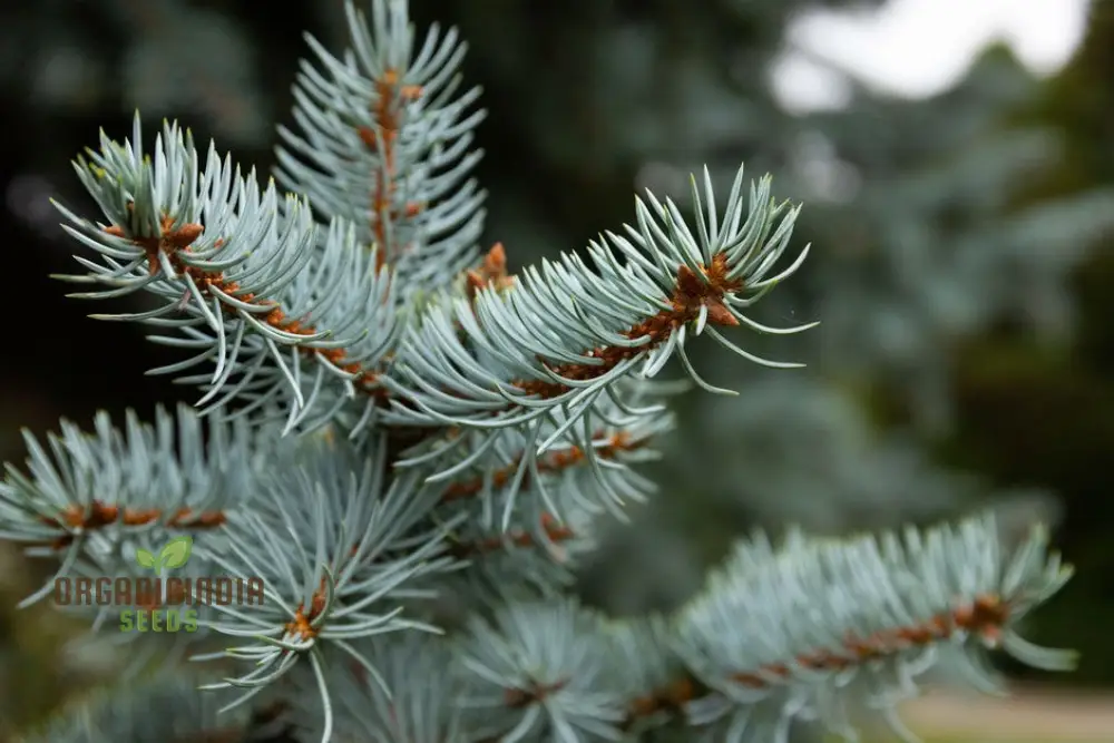 Blue Spruce Seeds for Gardening Enthusiasts | Picea pungens Seeds with Planting Instructions