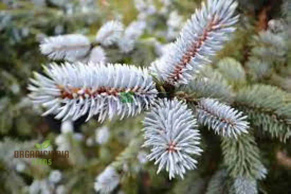 Blue Spruce Seeds for Gardening Enthusiasts | Picea pungens Seeds with Planting Instructions - Image 2