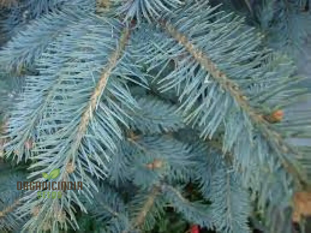 Blue Spruce Seeds for Gardening Enthusiasts | Picea pungens Seeds with Planting Instructions - Image 3