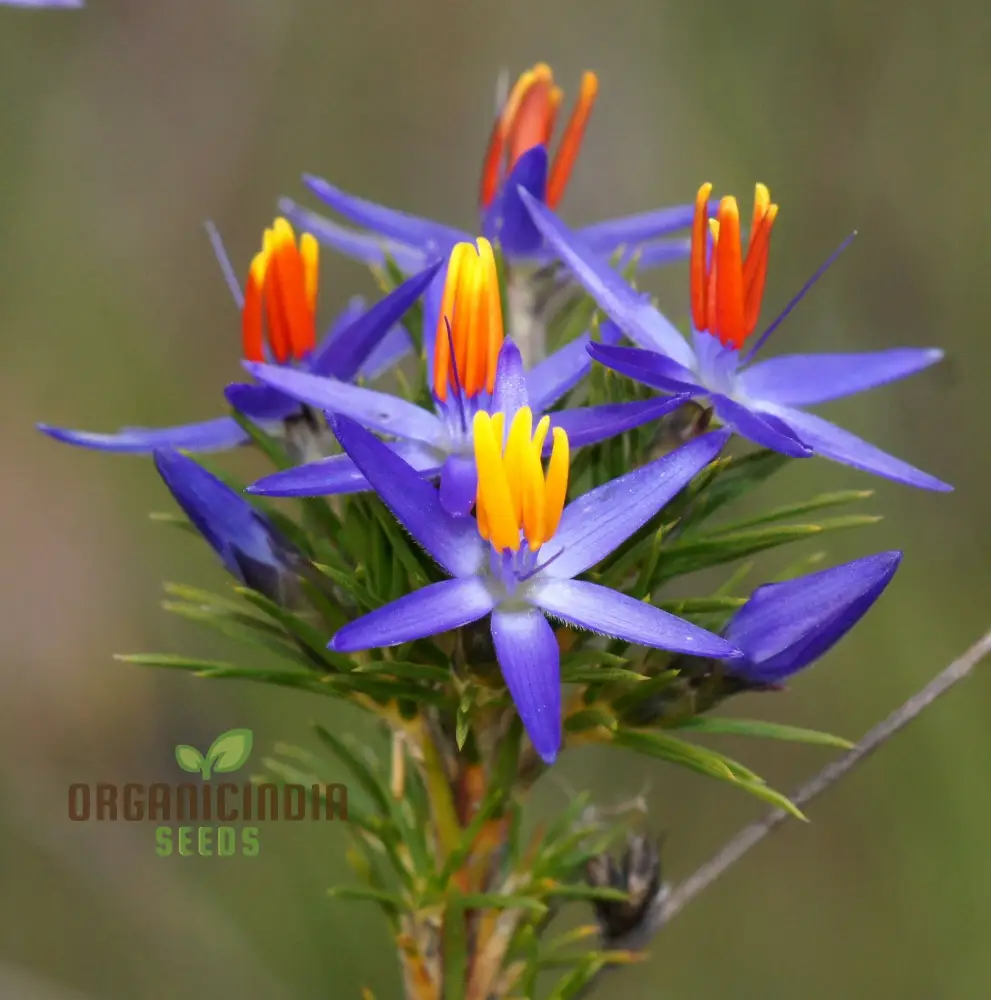 Blue Tinsel Lily & Anguligar Flower Seeds - Premium Gardening Seeds for Exquisite Blooms and Easy Planting