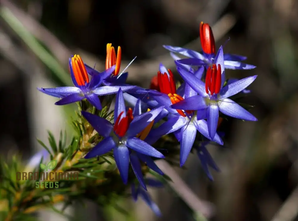 Blue Tinsel Lily & Anguligar Flower Seeds - Premium Gardening Seeds for Exquisite Blooms and Easy Planting - Image 3