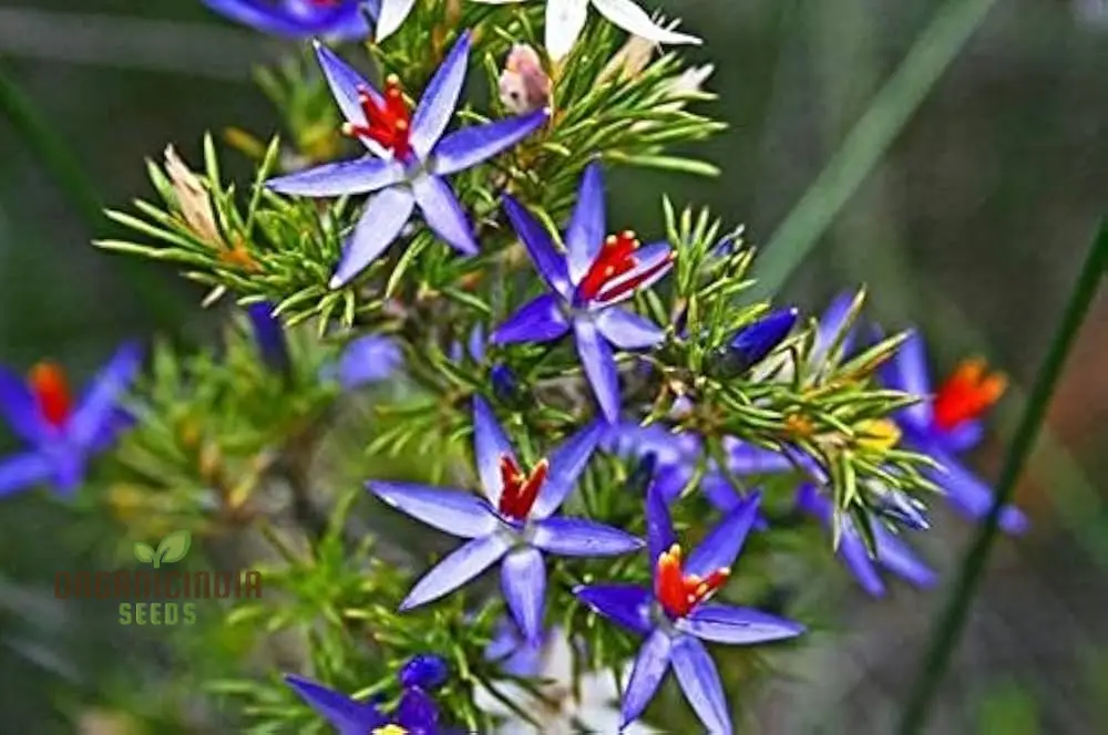 Blue Tinsel Lily & Anguligar Flower Seeds - Premium Gardening Seeds for Exquisite Blooms and Easy Planting - Image 4