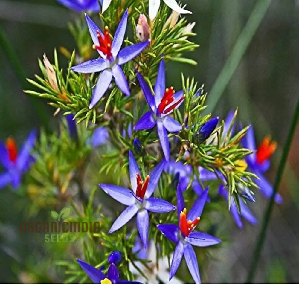 Blue Tinsel Lily Seeds - 20+ Seeds | Grow Year-Round | Premium Quality Seeds for Gardening Enthusiasts
