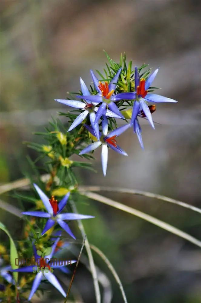 Blue Tinsel Lily Seeds - 20+ Seeds | Grow Year-Round | Premium Quality Seeds for Gardening Enthusiasts - Image 3