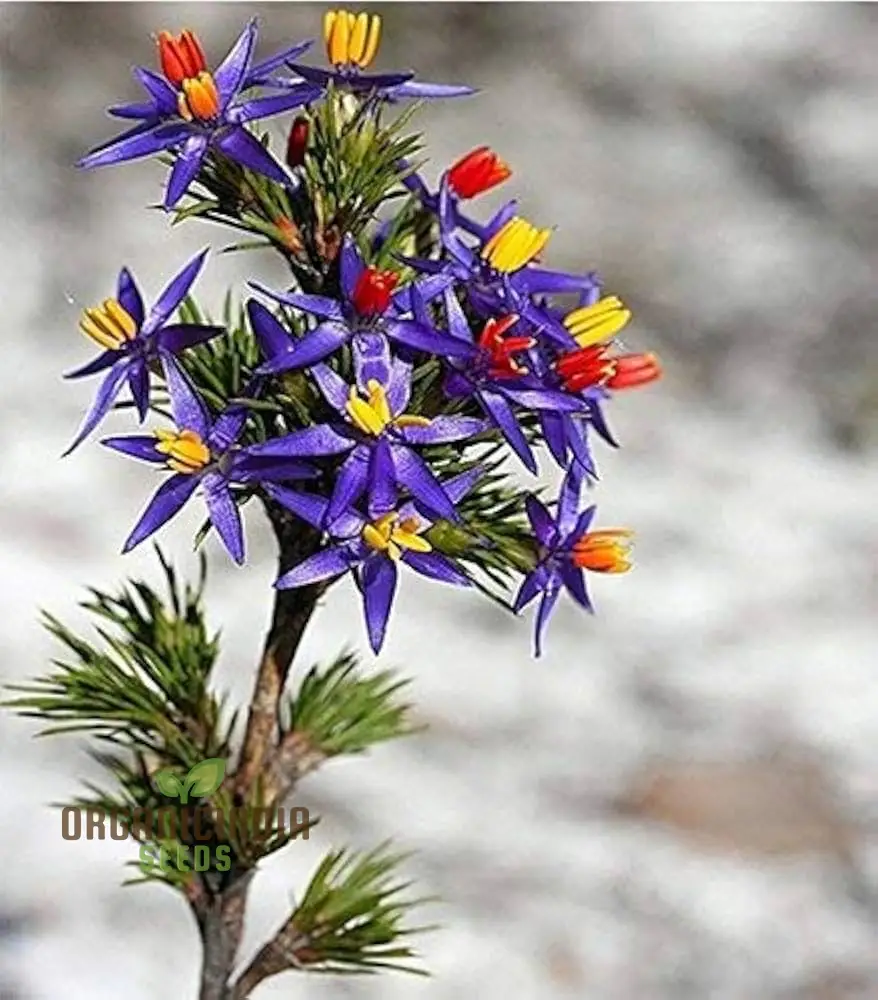 Blue Tinsel Lily Seeds - 20+ Seeds | Grow Year-Round | Premium Quality Seeds for Gardening Enthusiasts - Image 4