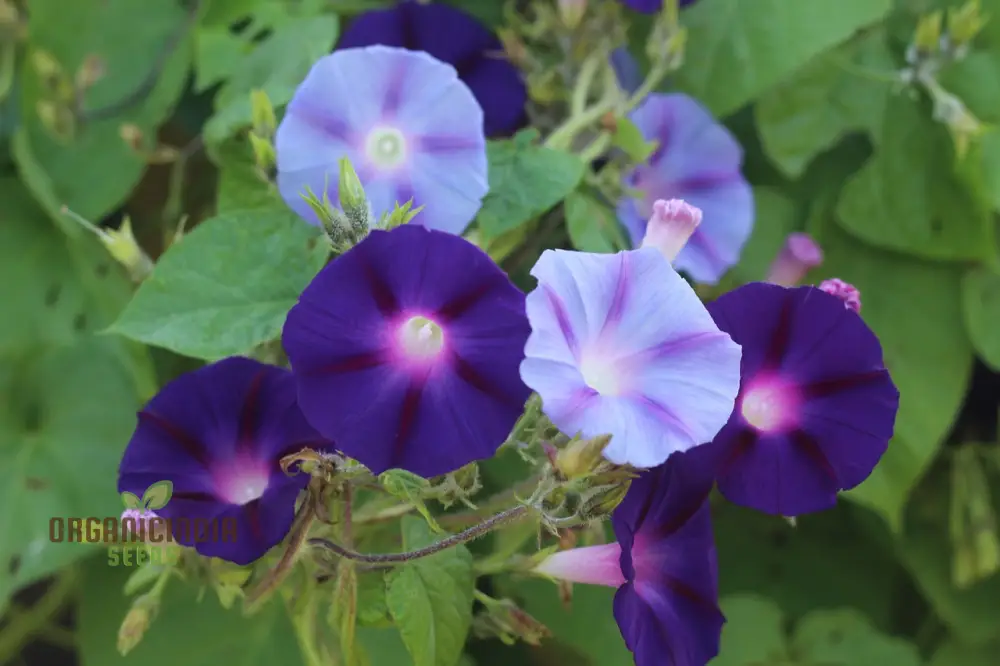 Blue Trumpet Flower Seeds – Exotic Garden Blooms for Planting - Image 4