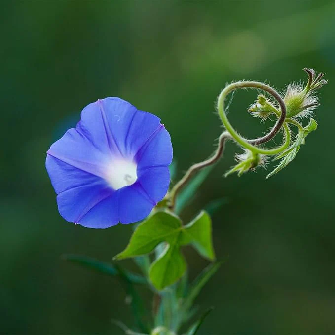 Blue Trumpet Flower Seeds – Exotic Garden Blooms for Planting - Image 5
