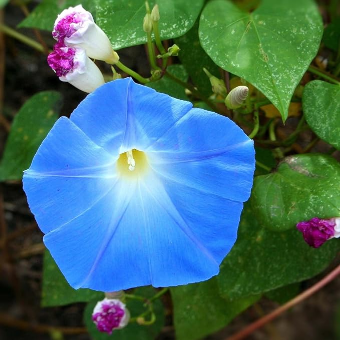 Blue Trumpet Flower Seeds – Exotic Garden Blooms for Planting - Image 6