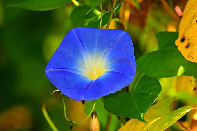Blue Trumpet Flower Seeds – Exotic Garden Blooms for Planting - Image 7