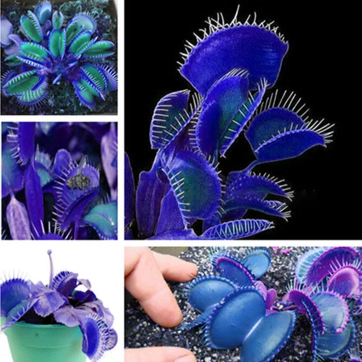 Blue Venus Flytrap Seeds Dionaea Muscipula Heat Tolerant, GMO Free, Potted Outdoor Pond