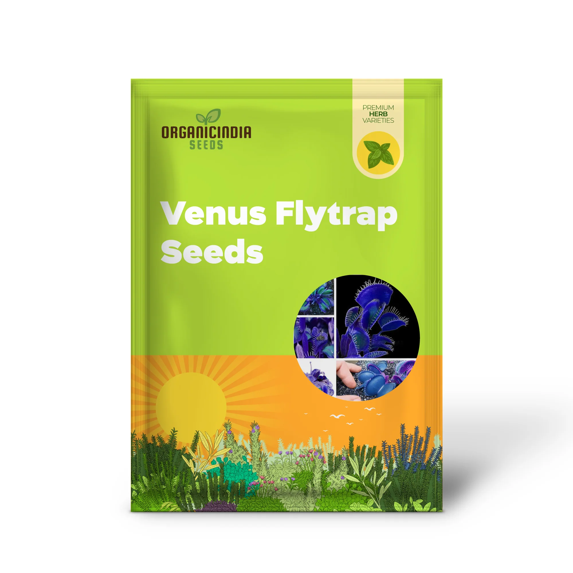 Blue Venus Flytrap Seeds Dionaea Muscipula Heat Tolerant, GMO Free, Potted Outdoor Pond - Image 2
