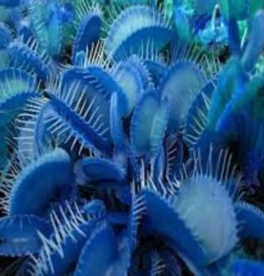 Blue Venus Flytrap Seeds Dionaea Muscipula Heat Tolerant, GMO Free, Potted Outdoor Pond - Image 3