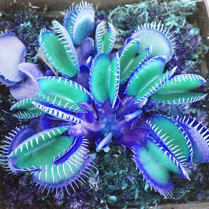 Blue Venus Flytrap Seeds Dionaea Muscipula Heat Tolerant, GMO Free, Potted Outdoor Pond - Image 4