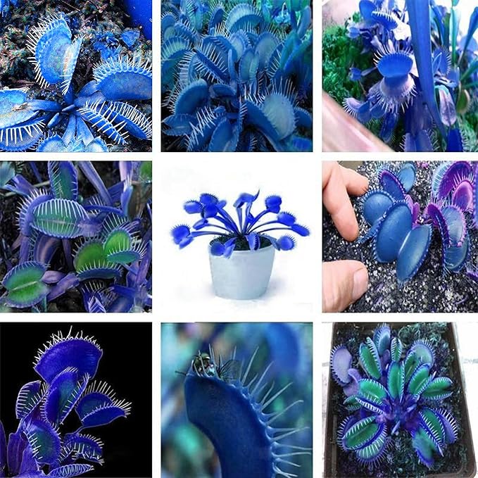Blue Venus Flytrap Seeds Dionaea Muscipula Heat Tolerant, GMO Free, Potted Outdoor Pond - Image 5