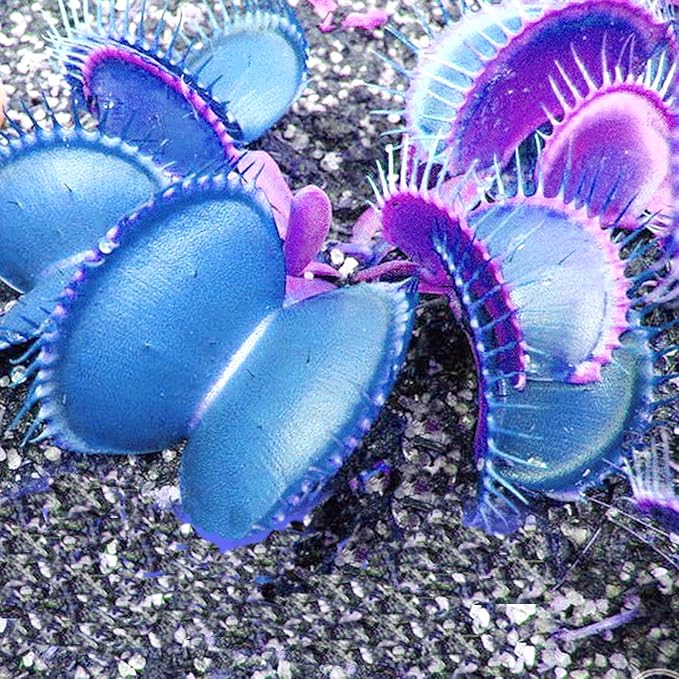 Blue Venus Flytrap Seeds Dionaea Muscipula Heat Tolerant, GMO Free, Potted Outdoor Pond - Image 6