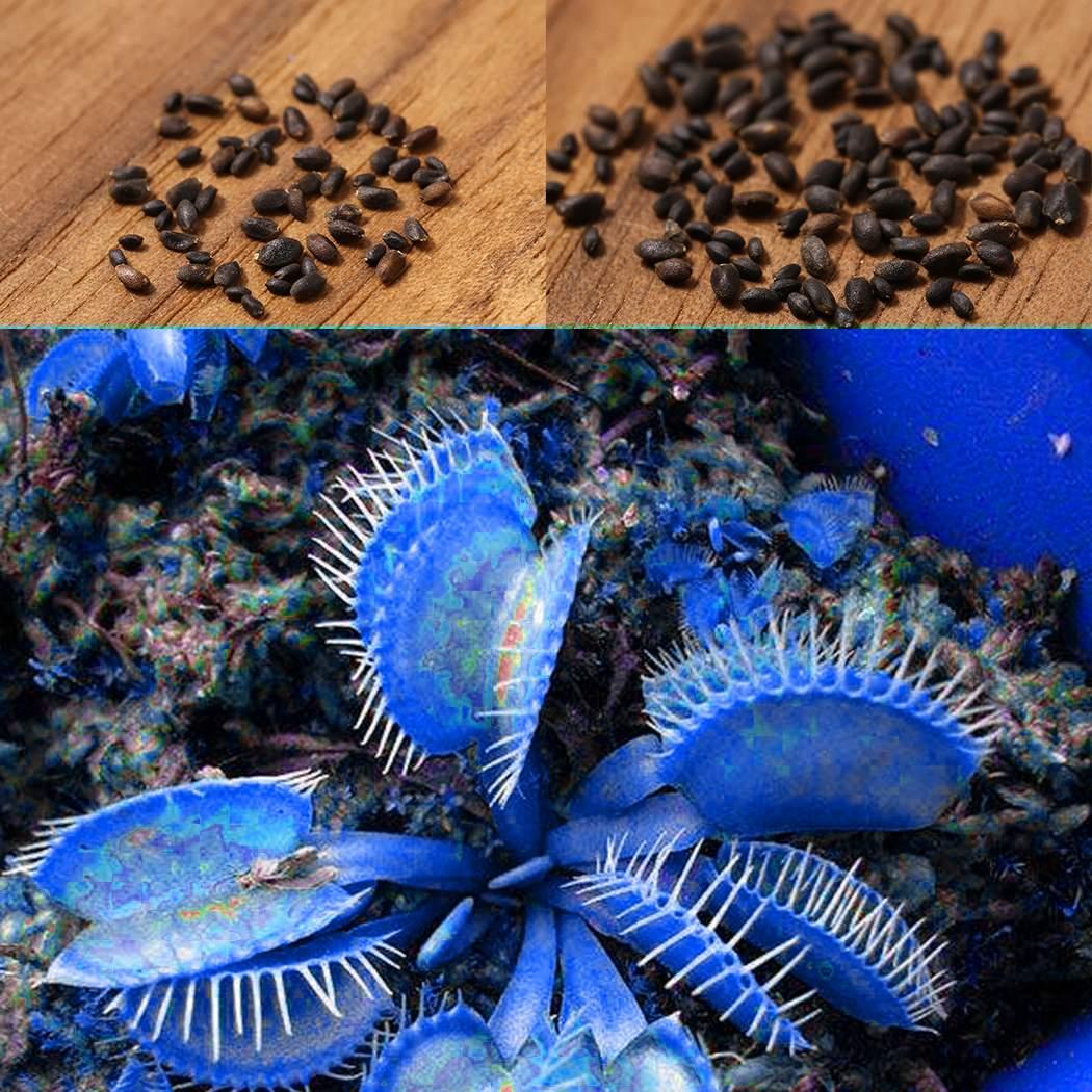 Blue Venus Flytrap Seeds Dionaea Muscipula Heat Tolerant, GMO Free, Potted Outdoor Pond - Image 7