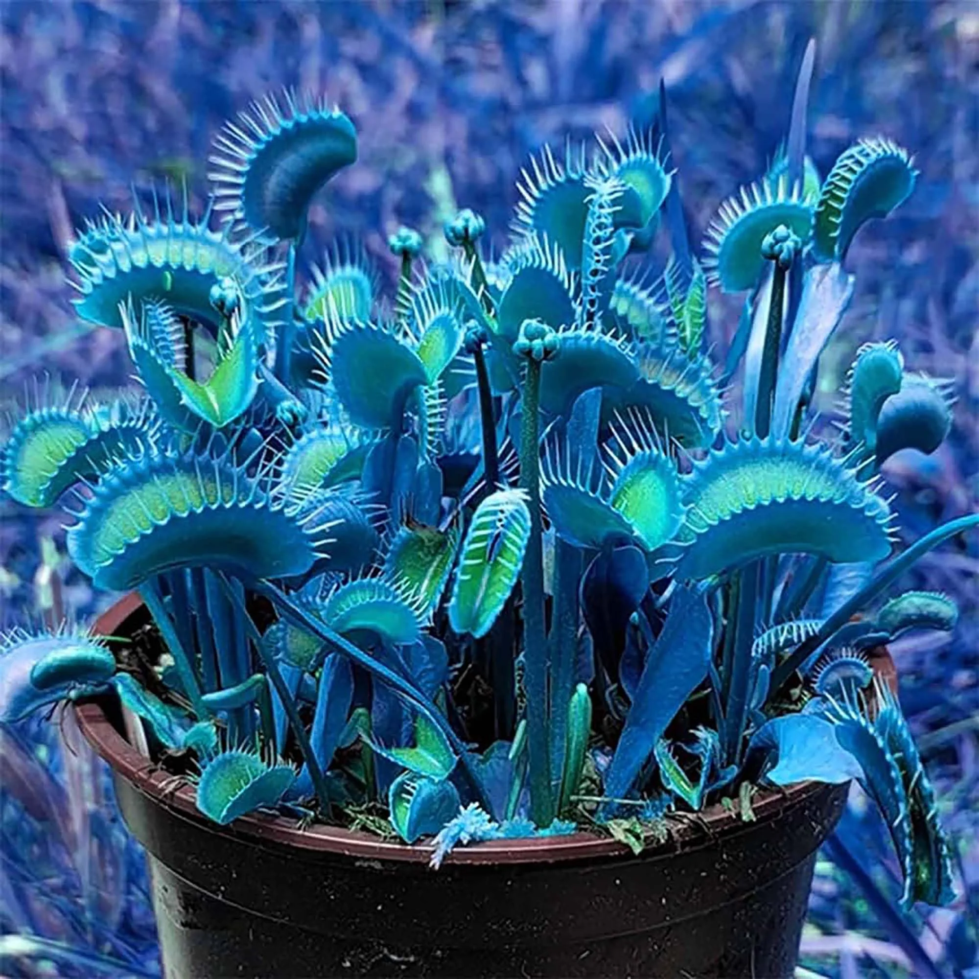 Blue Venus Flytrap Seeds Dionaea Muscipula Heat Tolerant, GMO Free, Potted Outdoor Pond - Image 8