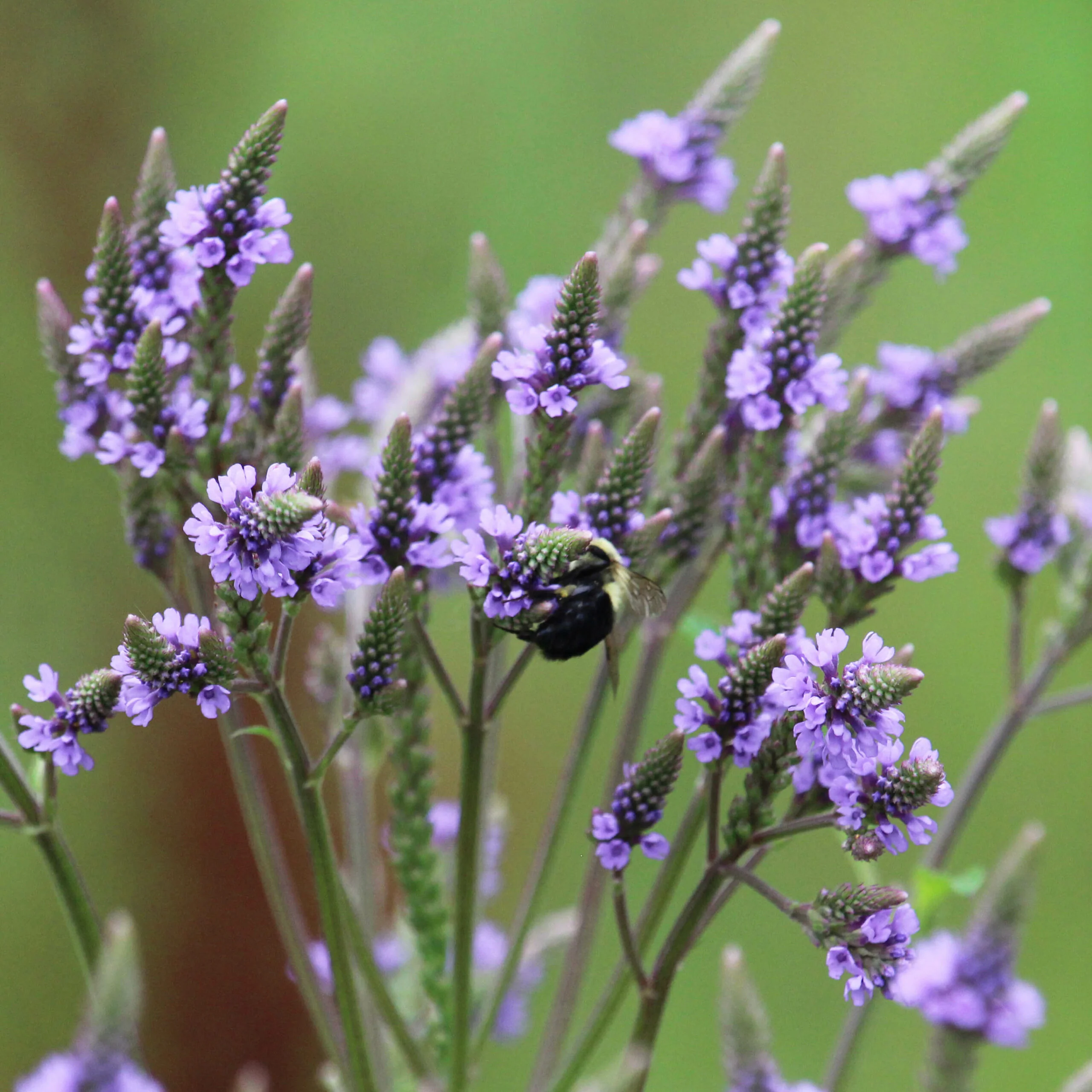Blue Vervain Seeds (Verbena hastate) for Planting - Image 2