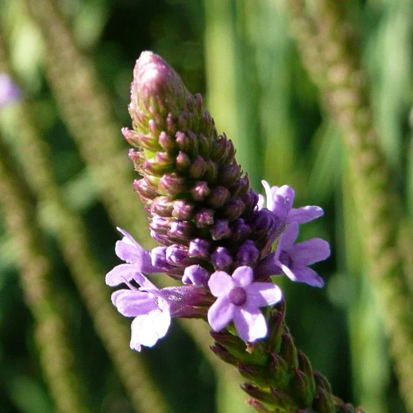 Blue Vervain Seeds (Verbena hastate) for Planting - Image 3