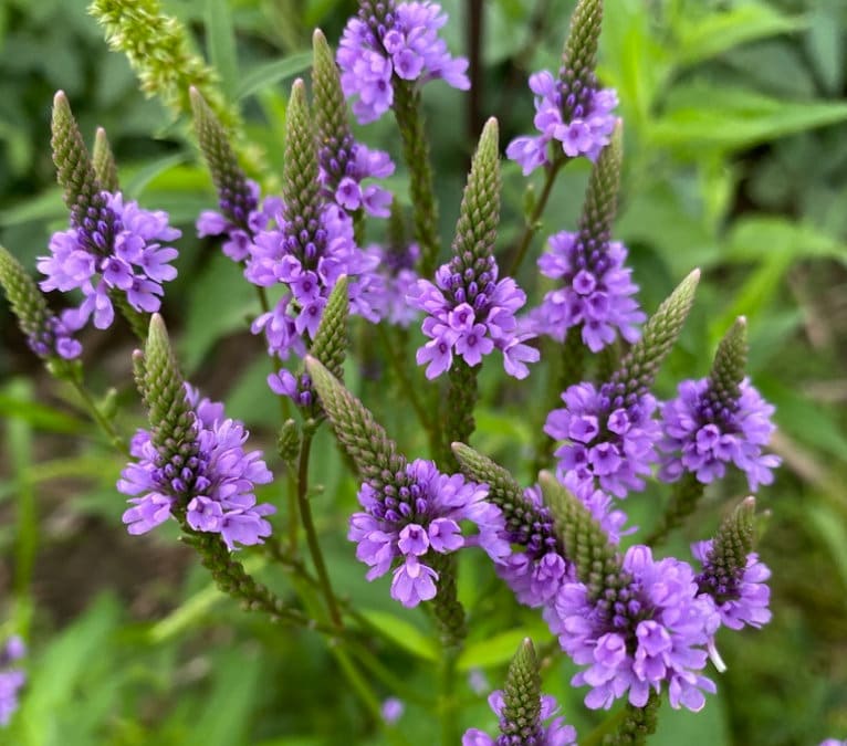 Blue Vervain Seeds (Verbena hastate) for Planting - Image 4
