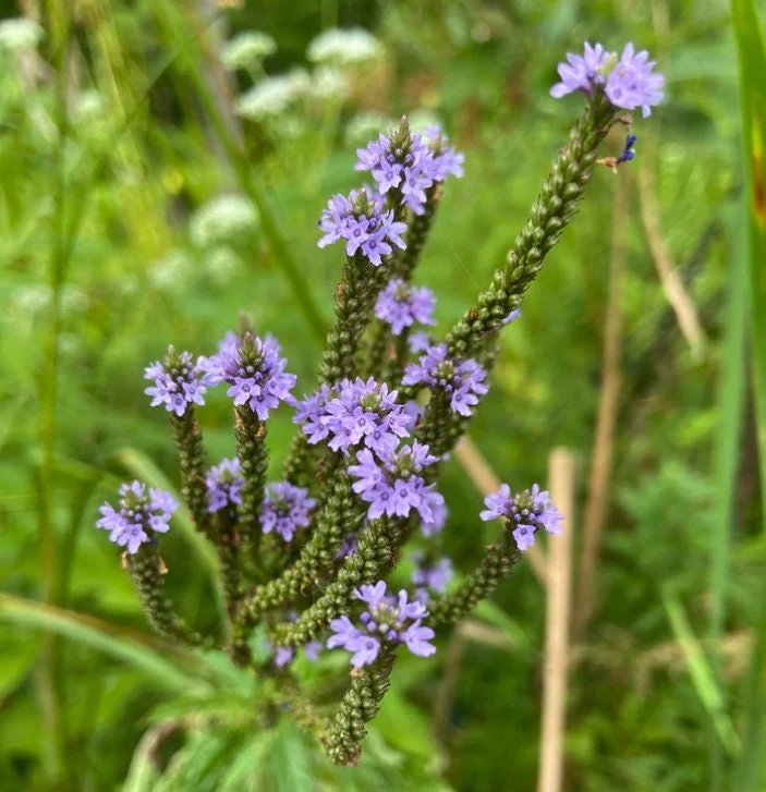 Blue Vervain Seeds (Verbena hastate) for Planting - Image 5