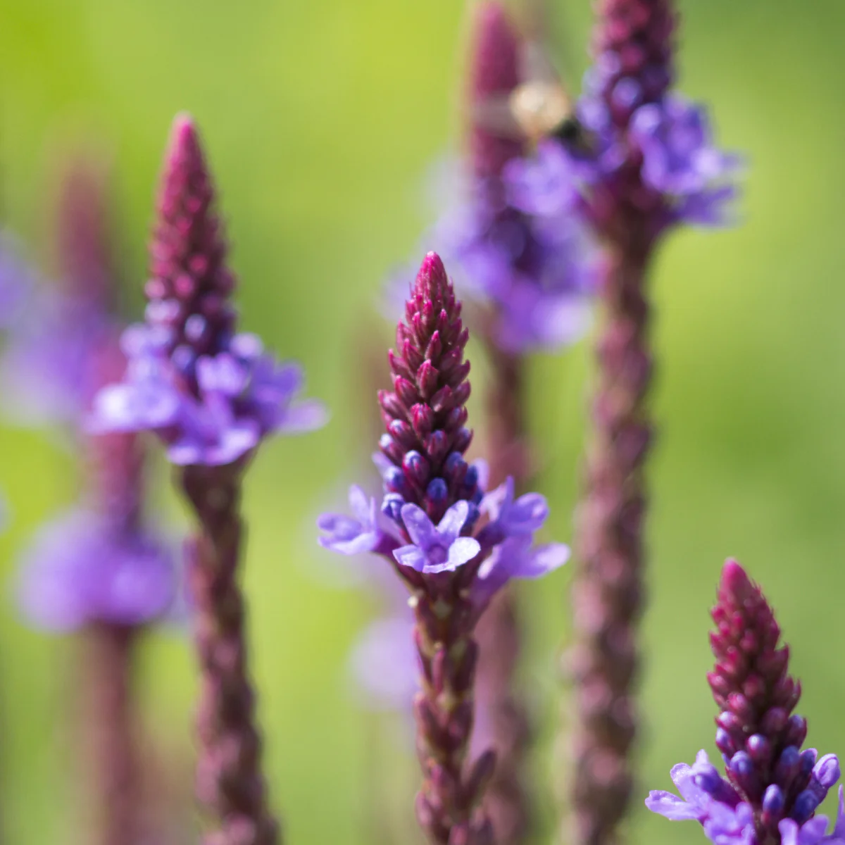 Blue Vervain Seeds (Verbena hastate) for Planting - Image 6