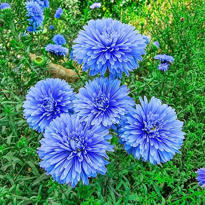 Blue & White Aster Seeds – Striking Bi-Color Blooms for Garden Planting - Image 2