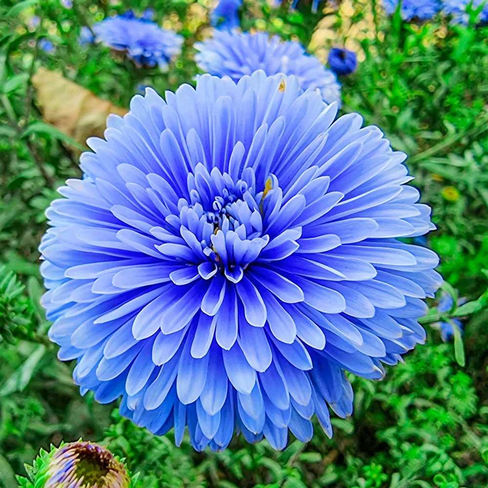 Blue & White Aster Seeds – Striking Bi-Color Blooms for Garden Planting - Image 3
