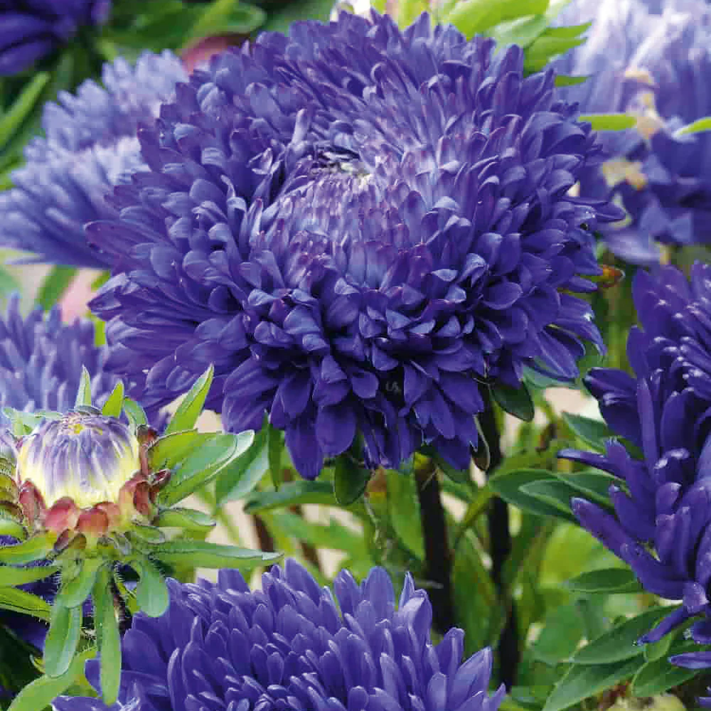 Blue & White Aster Seeds – Striking Bi-Color Blooms for Garden Planting - Image 4