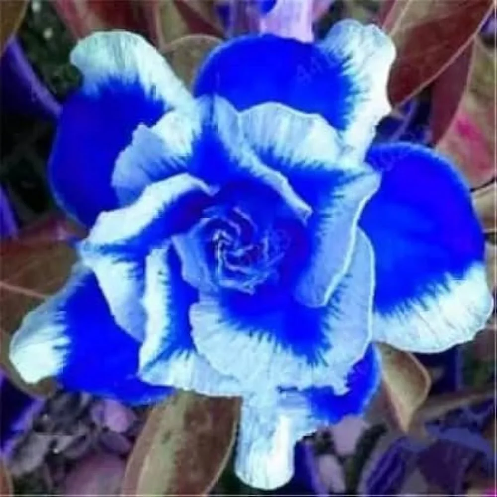 Blue White Desert Rose Adenium Seeds for Planting - Image 3
