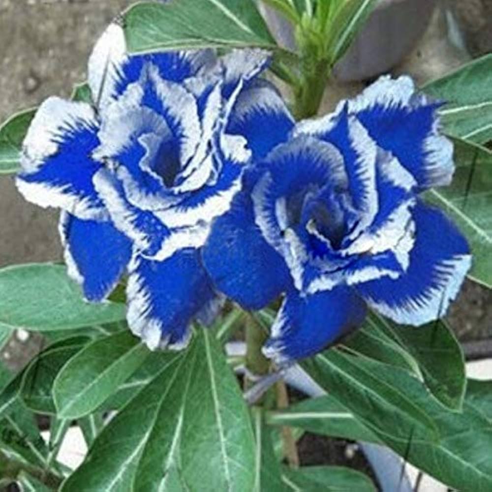 Blue White Desert Rose Adenium Seeds for Planting - Image 4