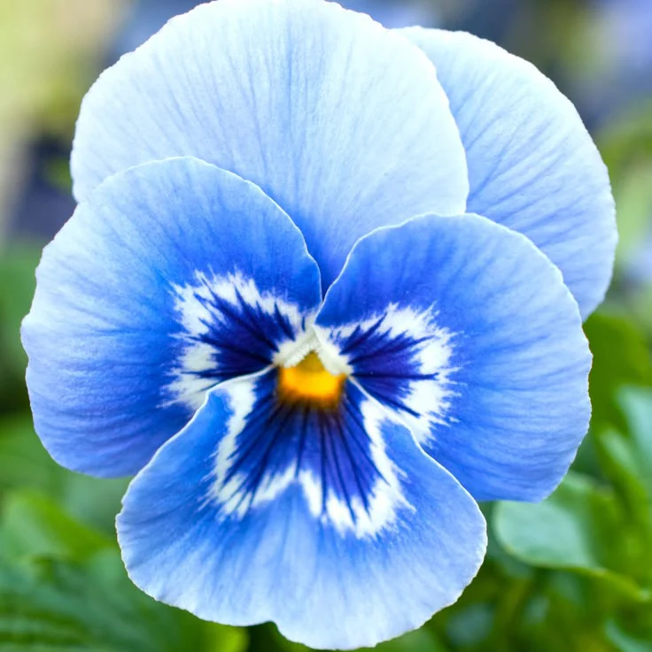 Blue & White Pansy Seeds – Elegant Bi-Color Blooms for Garden Planting