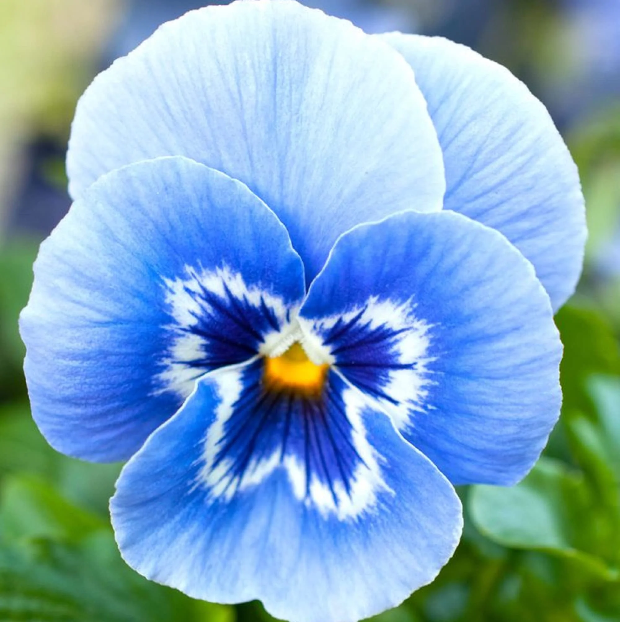 Blue & White Pansy Seeds – Elegant Bi-Color Blooms for Garden Planting - Image 2