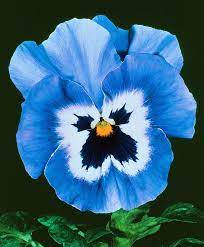 Blue & White Pansy Seeds – Elegant Bi-Color Blooms for Garden Planting - Image 3