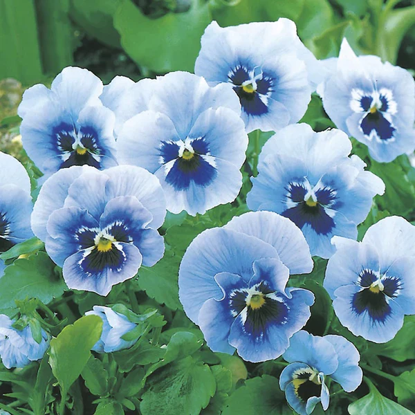 Blue & White Pansy Seeds – Elegant Bi-Color Blooms for Garden Planting - Image 4