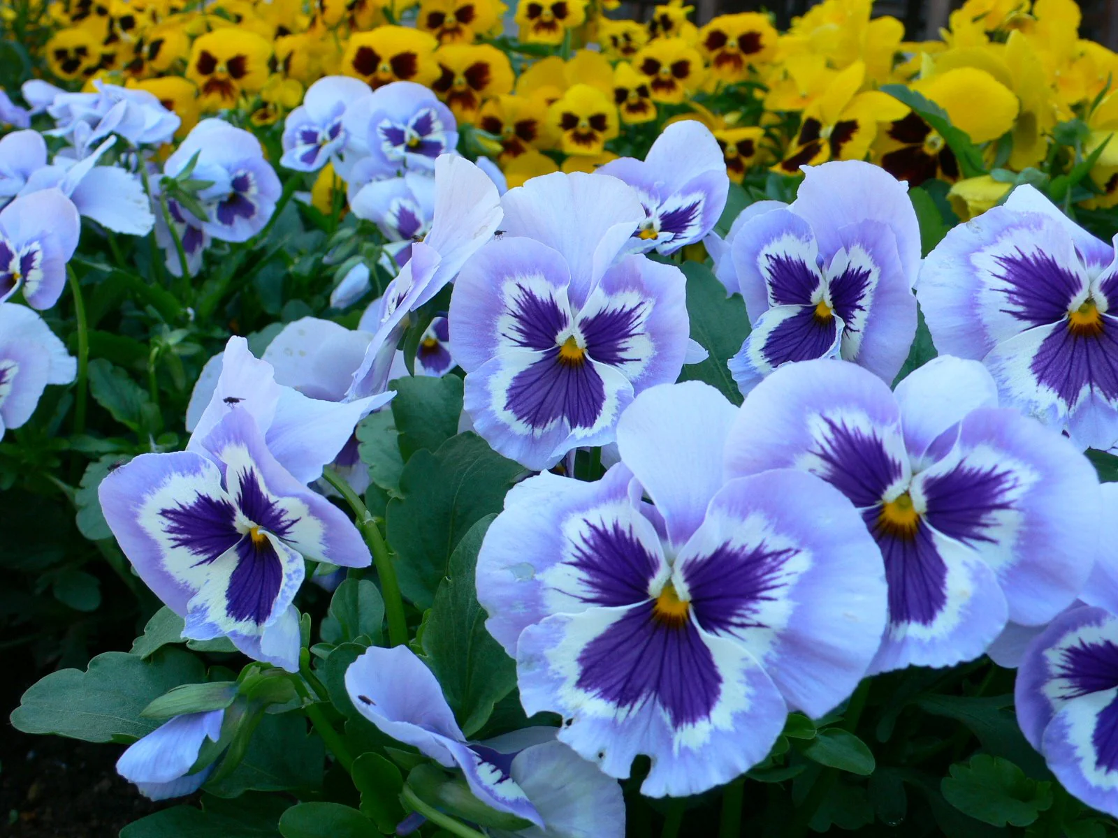 Blue & White Pansy Seeds – Elegant Bi-Color Blooms for Garden Planting - Image 5