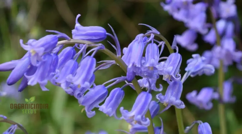 Bluebells Blooms Seeds For Planting, A Gardener's Haven for Exquisite Garden Delights and Botanical Wonders - Image 3