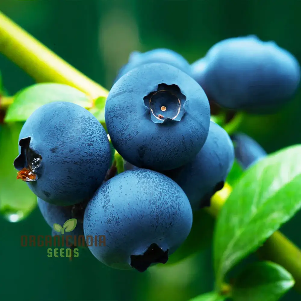 Blueberry Seeds for Planting, Perfect for Home Gardens & Containers