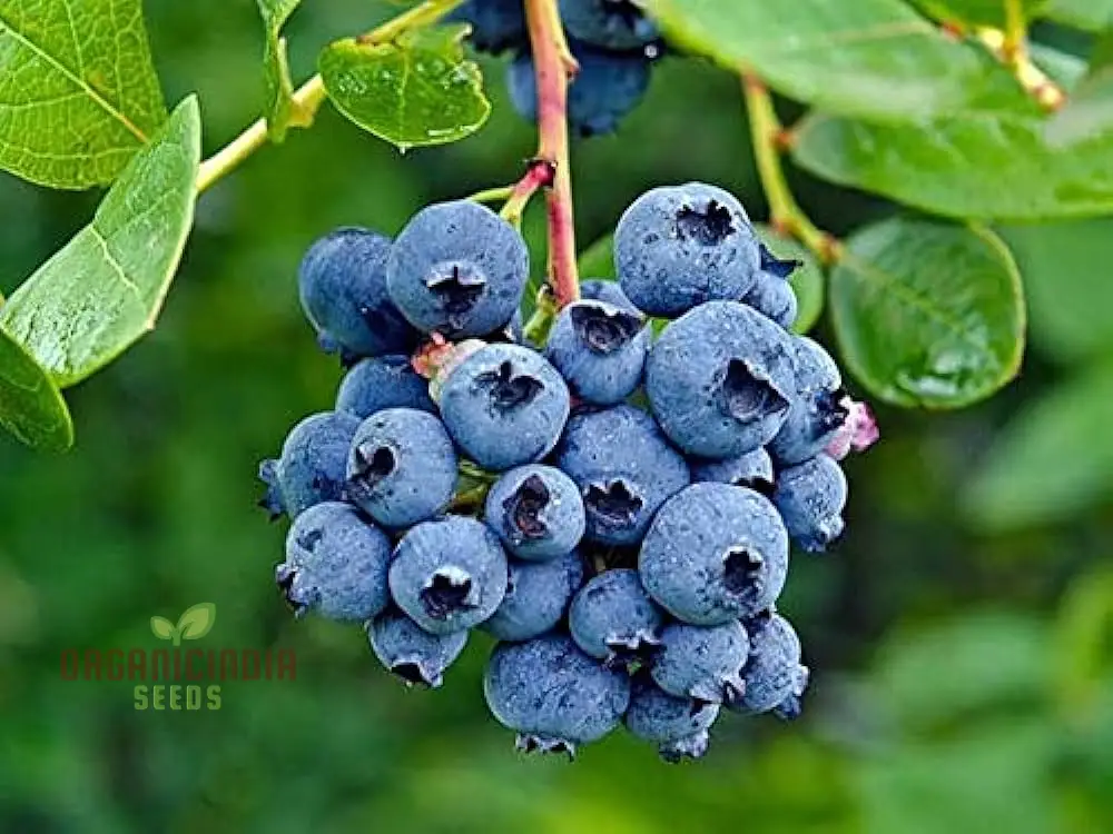Blueberry Seeds for Planting, Perfect for Home Gardens & Containers - Image 3