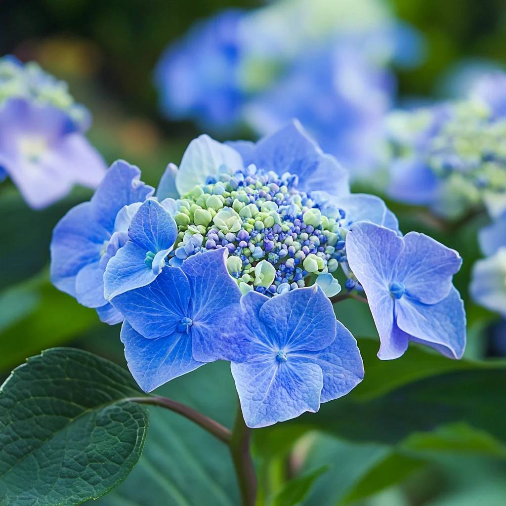 Bluebird Hydrangea Seeds – Elegant Lacecap Blooms with Striking Blue Hues