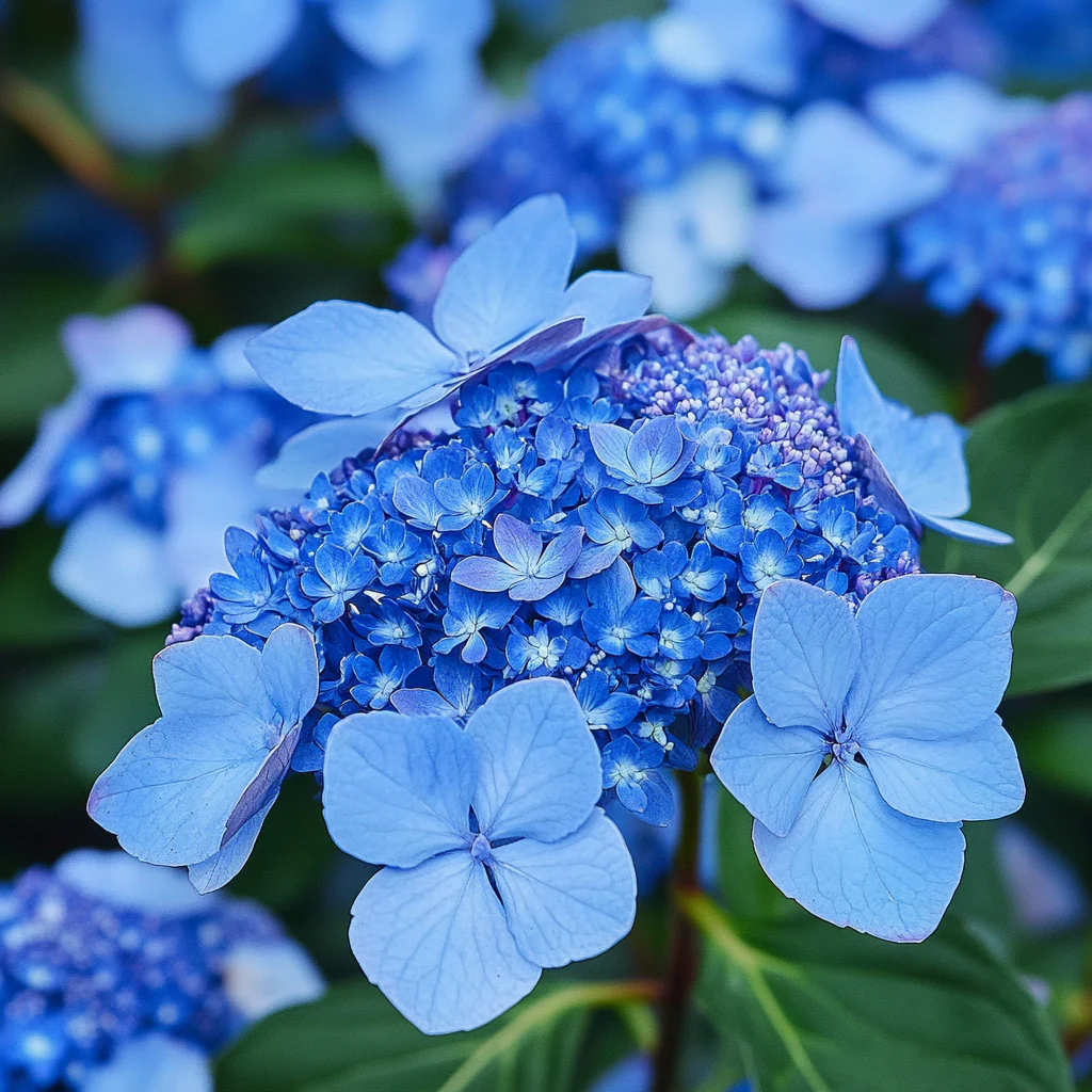 Bluebird Hydrangea Seeds – Elegant Lacecap Blooms with Striking Blue Hues - Image 3