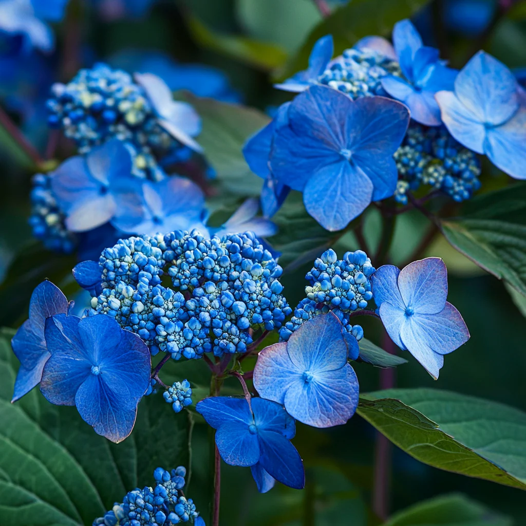 Bluebird Hydrangea Seeds – Elegant Lacecap Blooms with Striking Blue Hues - Image 4