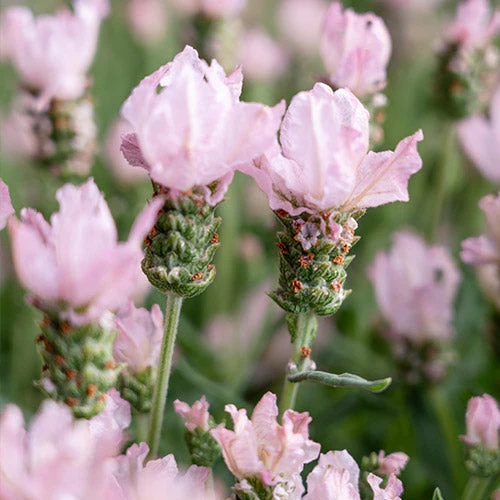 Blush Pink Lavender Seeds – Soft Pastel Blooms for Fragrant Gardens & Bouquets